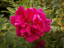 Large Pink Roseraie de l'Hay Flower
