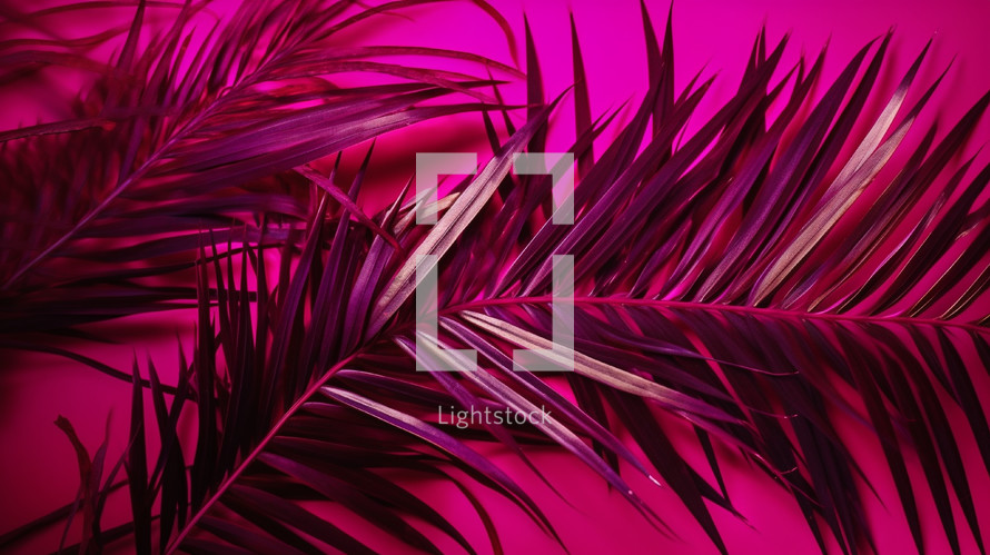 Magenta palm leaves on a magenta background. 