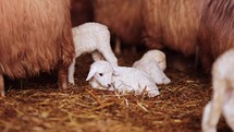 Beautiful little white lamb sitting in a farm, a symbol of Jesus, meek and kind love, slow motion video