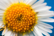 close up of a white daisy 