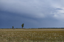 Two trees on an open grassland prairie