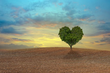 heart shaped tree in a field 