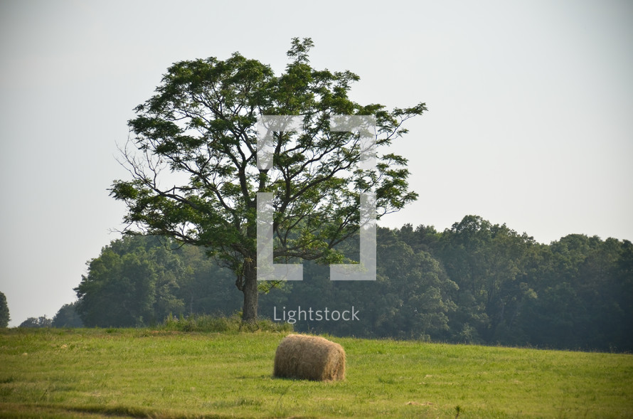 Hay roll in field