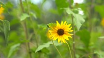 A bright and cheery sun flower swaying in the breeze