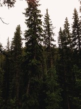 spruce forest 