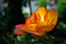 orange and yellow flower blooming 