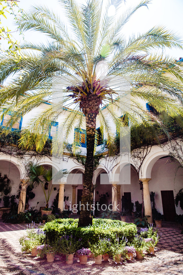 palm tree in a courtyard in Spain 