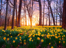 Yellow daffodils cover the forest floor