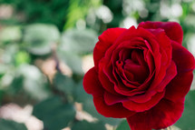 A single red rose growing on a rose bush.