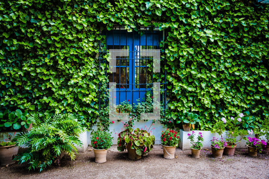 ivy on a gate and potted plants in Spain 