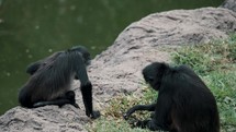 Close up of Two Black-handed Spider Monkeys Sitting On Rocky Grassland By The Pond Searching For Food. 