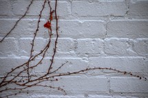dead ivy on a white brick wall 
