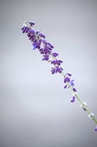 purple wildflower 