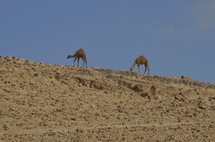 All the colors of the rocks; camels on the hills of the Jeshimon wilderness