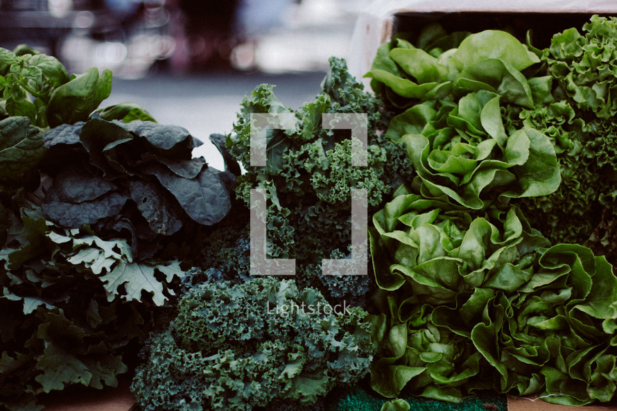 kale, lettuce, vegetables, greens, food, produce 