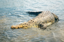 sunbathing crocodile 