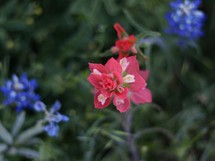 red and blue flowers 