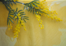 yellow mimosa aka Acacia or silver wattle or blue wattle flower
