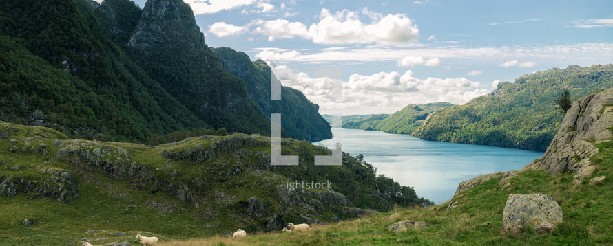Sheep along the meadow in a large valley in Stavanger, Norway, with mountains and a lake, 