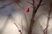 red berry and branch 