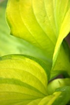 green leaf 