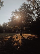 man standing under a tree in sunlight 