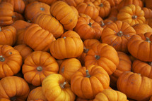 pile of small pumpkins 