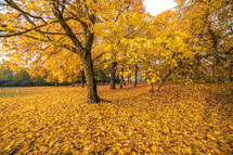 fall trees 