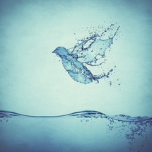 a dove composited using drops and splashes of water - illustrating the Holy Spirit and baptism