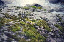 moss on rocks 