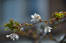 branch of white spring flowers 