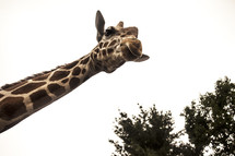 giraffe neck 