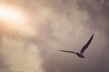 seagull in flight  