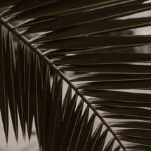 palm leaves in black and white 