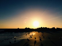 seagulls on a beach at sunset 