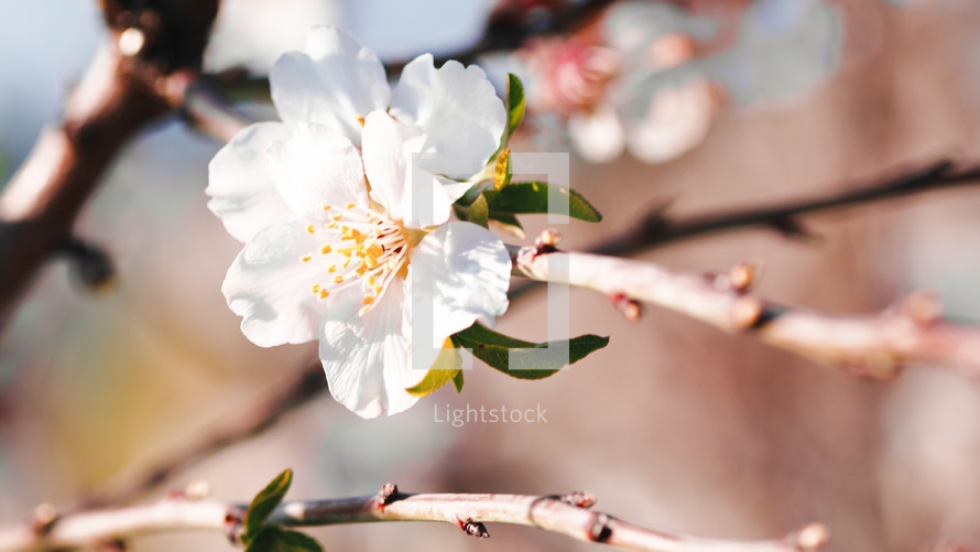 White flower on blossoming tree branches 