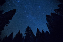 stars in a night sky and tall trees 