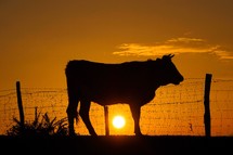 cow silhouette in the countryside and sunset background
