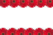 rows of red gerber daisies 