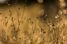 brown grasses in a field 