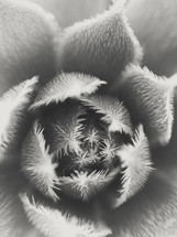 succulent closeup 