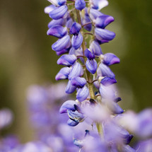 purple wisteria flowers
