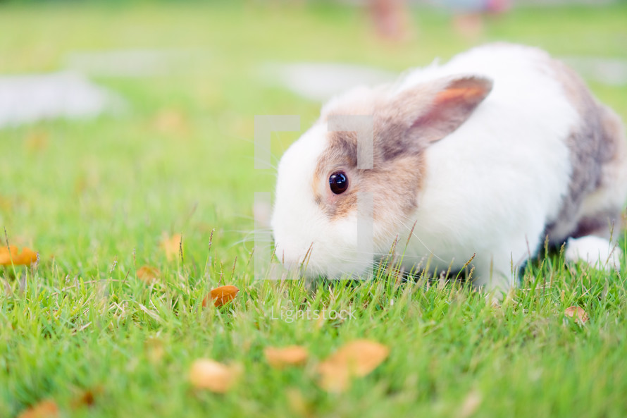 a bunny in grass