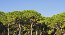 maritime pine (pinus pinaster) aka cluster pine tree