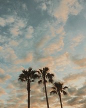tops of palm trees and clouds in the sky 
