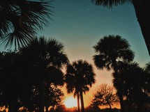 tops of palm trees at sunset 