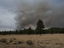 Smoke rising from a forest fire