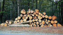 Tree trunks Logs arranged in the mountain