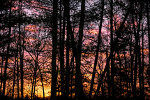 tree silhouettes in a forest at sunset 