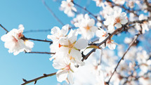 White flower on blossoming branches tree